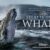 Секреты китов (документальный сериал)