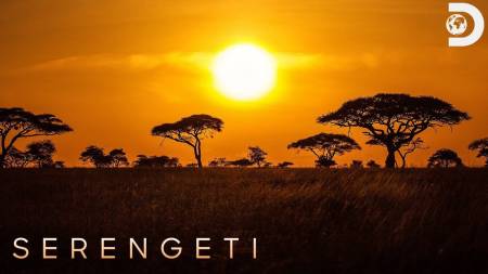 Серенгети II — возвращение в Африку
